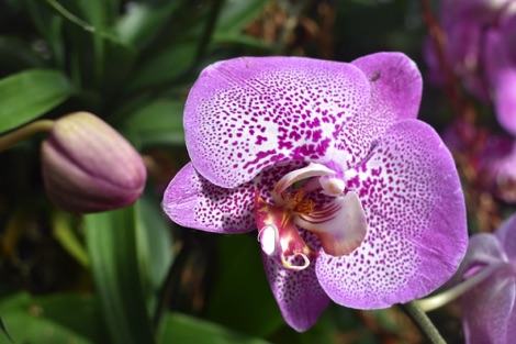 Kew Gardens orchid